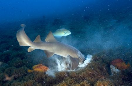 Nurse Shark Hunting
When nurse sharks hunt on sandy bott... by João Paulo Krajewski 