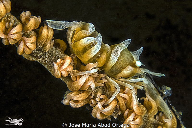 Zanzibar whip coral shrimp (Dasycaris zanzibarica) by Jose Maria Abad Ortega 
