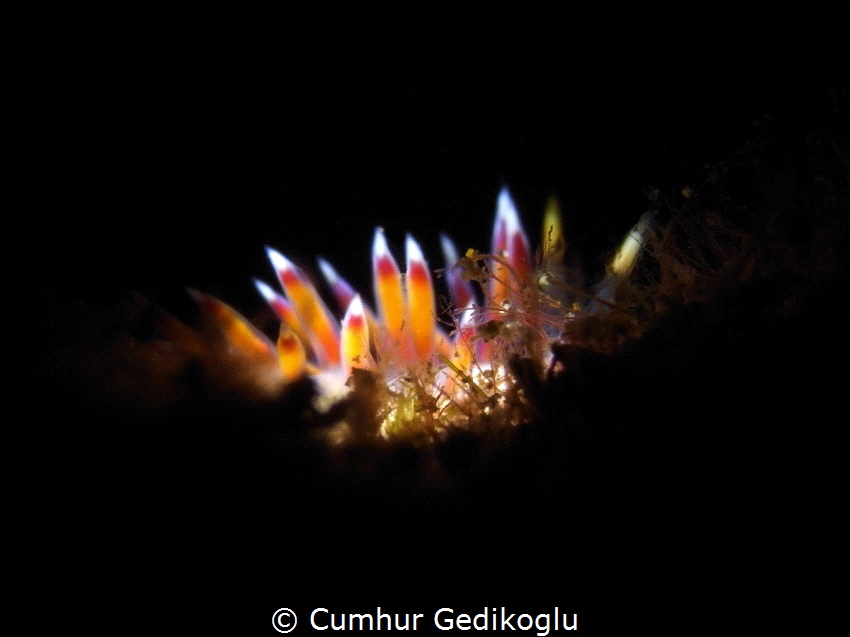 Cratena peregrina
Candles with SNOOT by Cumhur Gedikoglu 