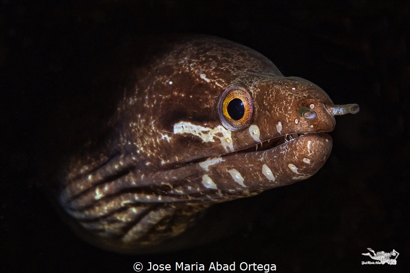Bar-tail moray (Gymnothorax zonipectus) by Jose Maria Abad Ortega 