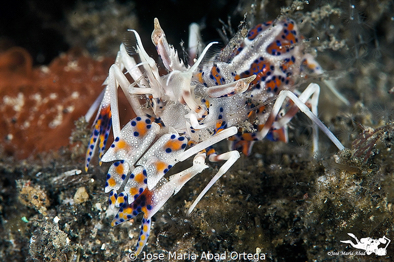 Tiger shrimp (Phyllognathia ceratophthalma) by Jose Maria Abad Ortega 