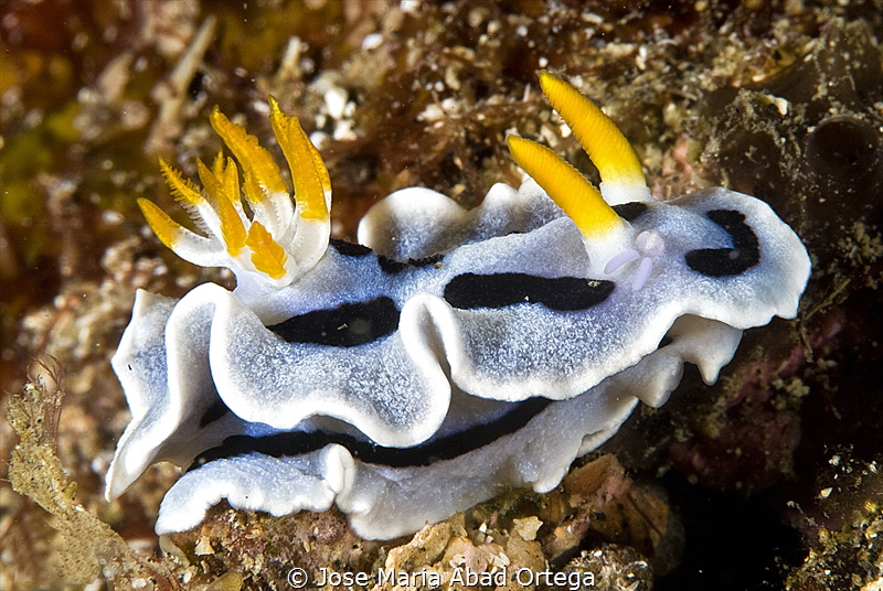 Chromodoris alcalai with small parasite by Jose Maria Abad Ortega 