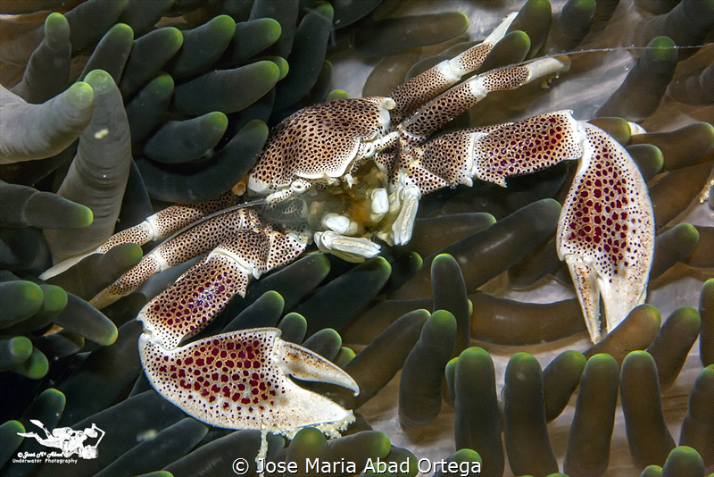 Neopetrolisthes maculatus. Porcelain crab by Jose Maria Abad Ortega 