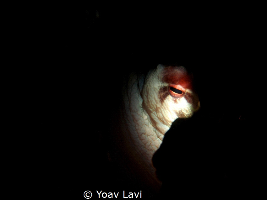 Octopus eye by Yoav Lavi 