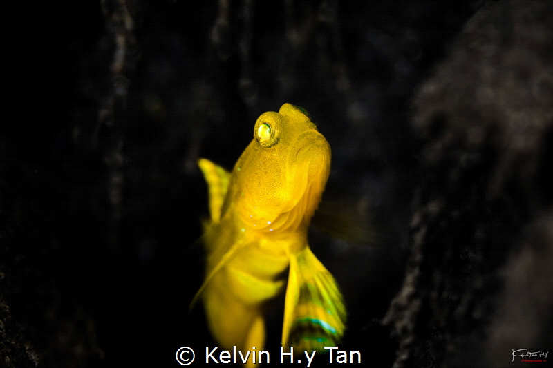 Sand goby by Kelvin H.y Tan 