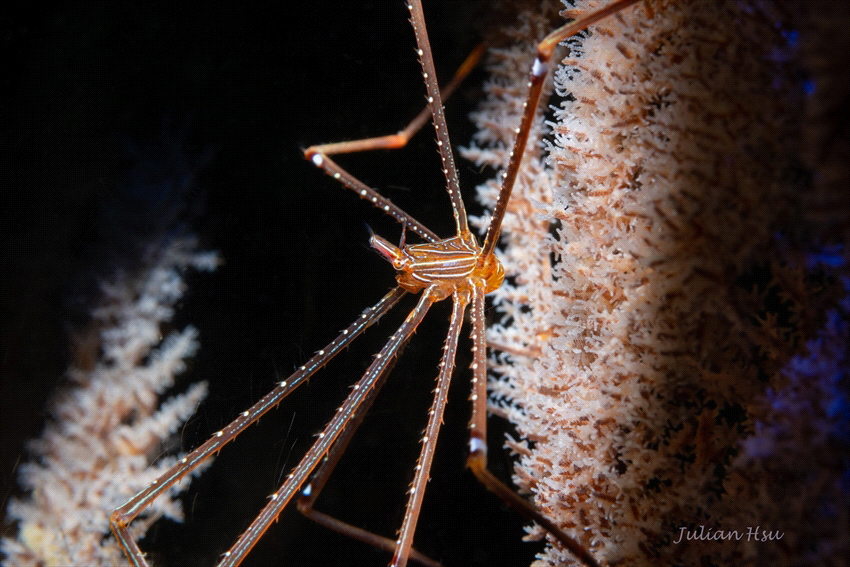 Spider Squat Lobsters (Chirostylus sandyi) by Julian Hsu 