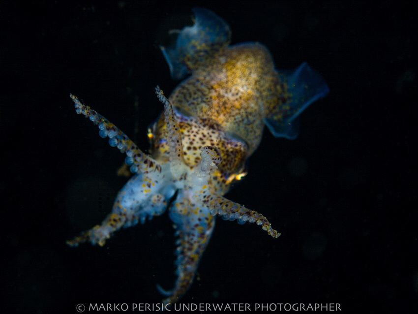 STANDYOURGROUND by Marko Perisic 