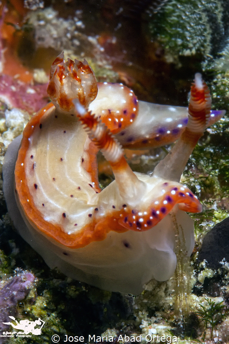 Spotted hypselodoris (Hypselodoris maculosa) by Jose Maria Abad Ortega 