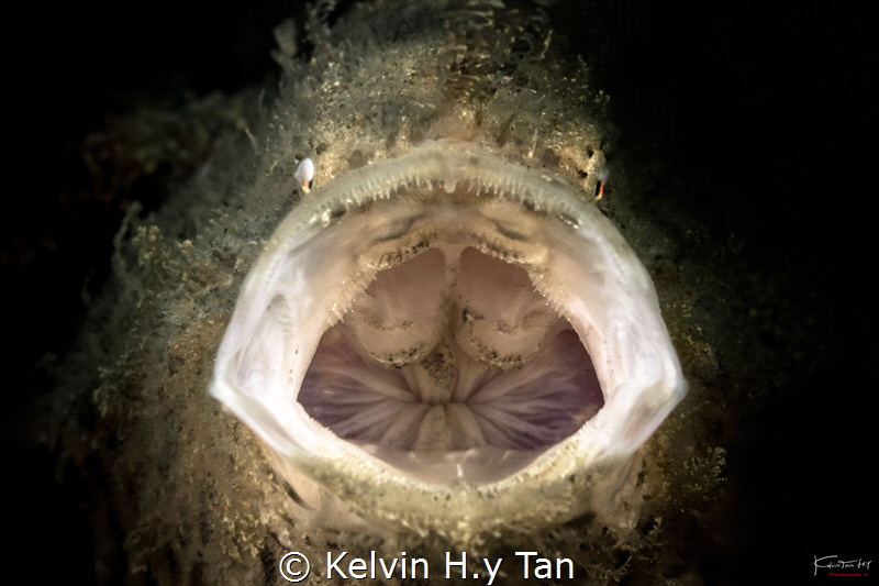 Yawnnnnn.... by Kelvin H.y Tan 