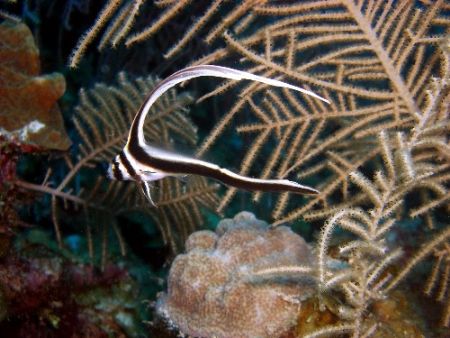 Catching this tiny juvenile spotted drum is almost as dif... by Carlos Valenzuela 