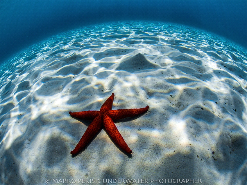 STAR by Marko Perisic 