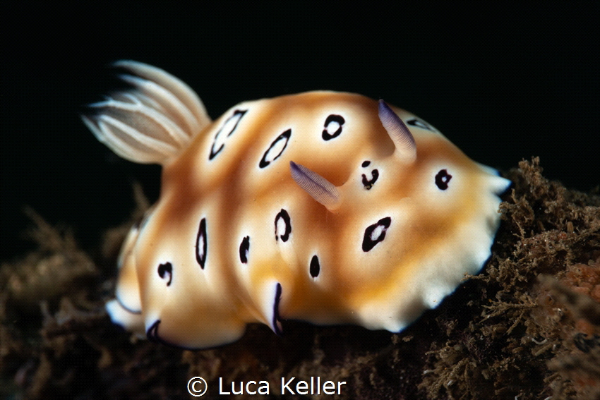 Goniobranchus Leopardus I by Luca Keller 