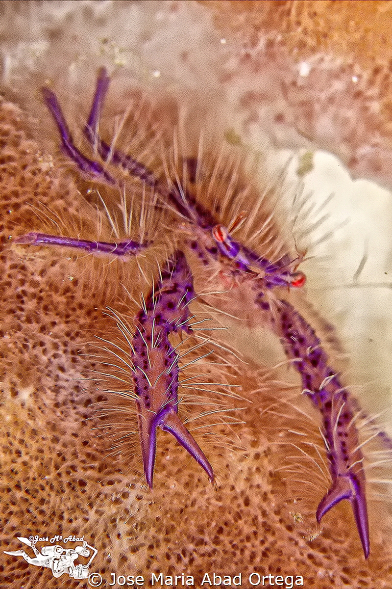 Hairy sponge crab by Jose Maria Abad Ortega 