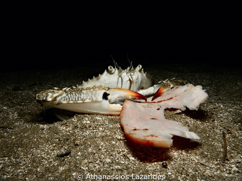 Crab eating ham - Portunus segnis 
 by Athanassios Lazarides 