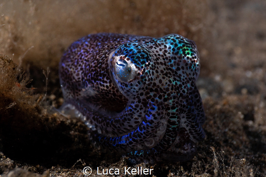 Bobtail Squid Portrait by Luca Keller 