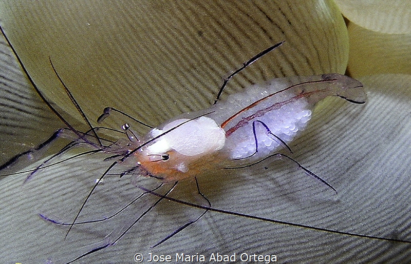 Vir philippinensis on bubble coral by Jose Maria Abad Ortega 