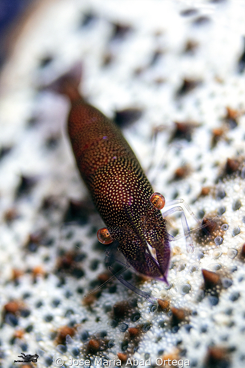 Periclimenes soror on pillow starfish by Jose Maria Abad Ortega 