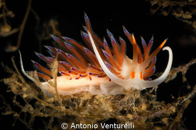 Pilgrim Hervia(Cratena peregrina)on the hunt for a tasty ... by Antonio Venturelli 