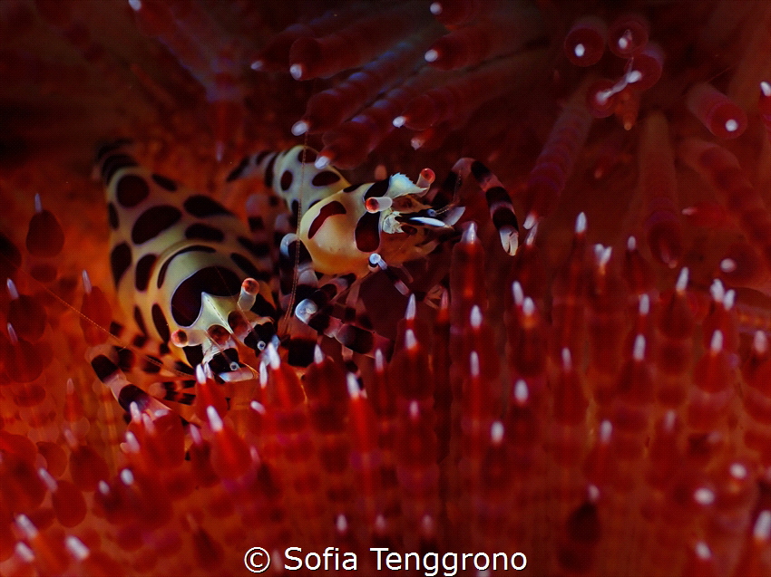 Soulmate [Periclimenes colemani on Asthenosoma sp.] by Sofia Tenggrono 