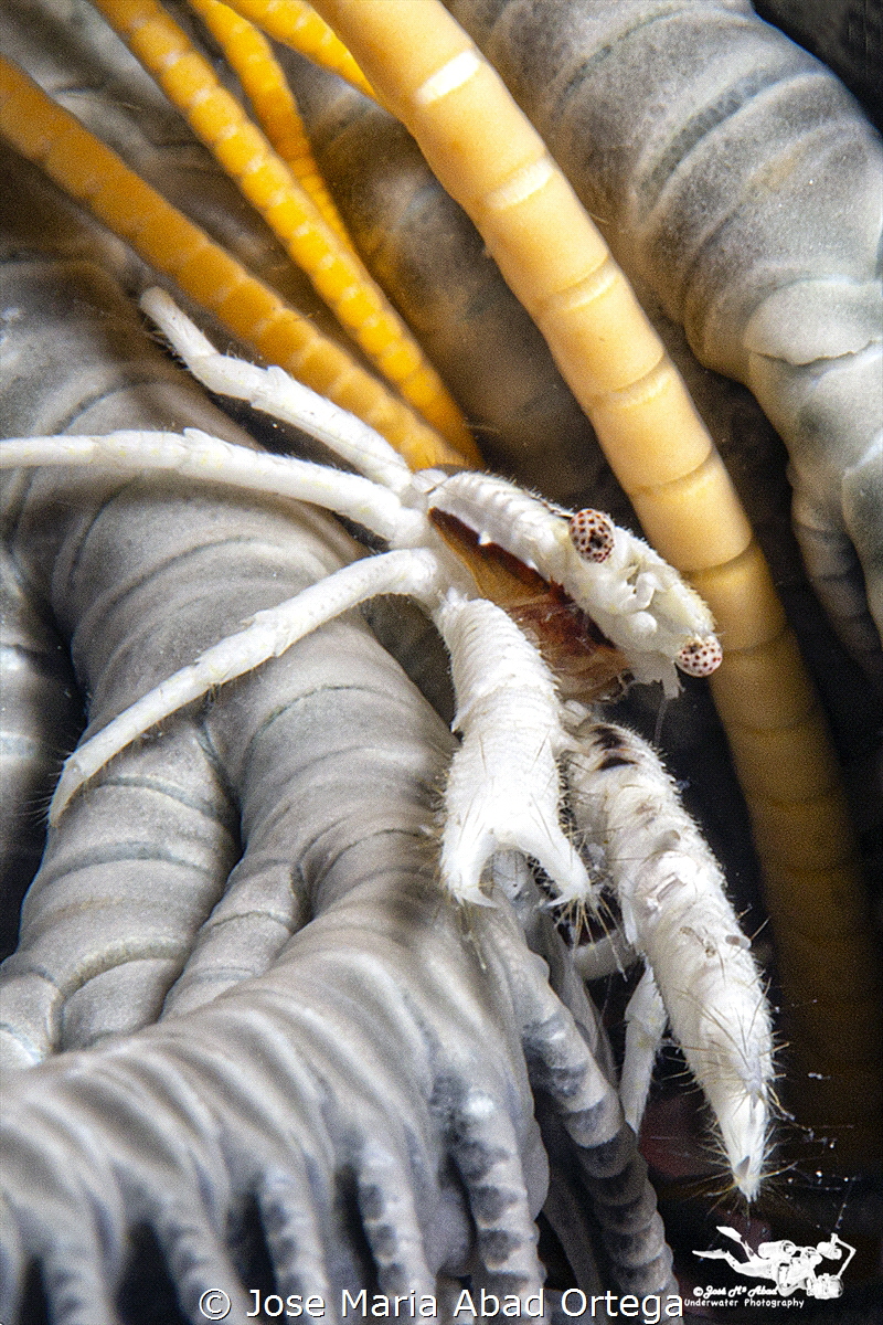 Small crinoid crab
Allogalathea babai by Jose Maria Abad Ortega 