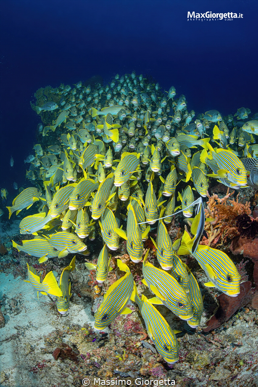Sweetlips in Raja ampat by Massimo Giorgetta 