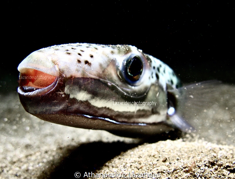 Lagocephalus sceleratus by Athanassios Lazarides 