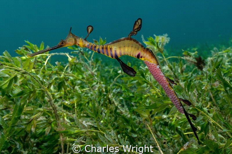Weedy Sea Dragon (Phyllopteryx taeniolatus) by Charles Wright 