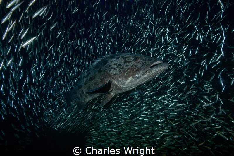 Potato Bass by Charles Wright 