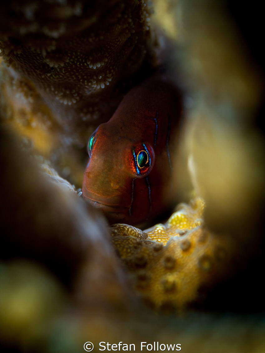 Hello!

Green Clown Goby - Gobiodon citrinus

Koh Pha... by Stefan Follows 