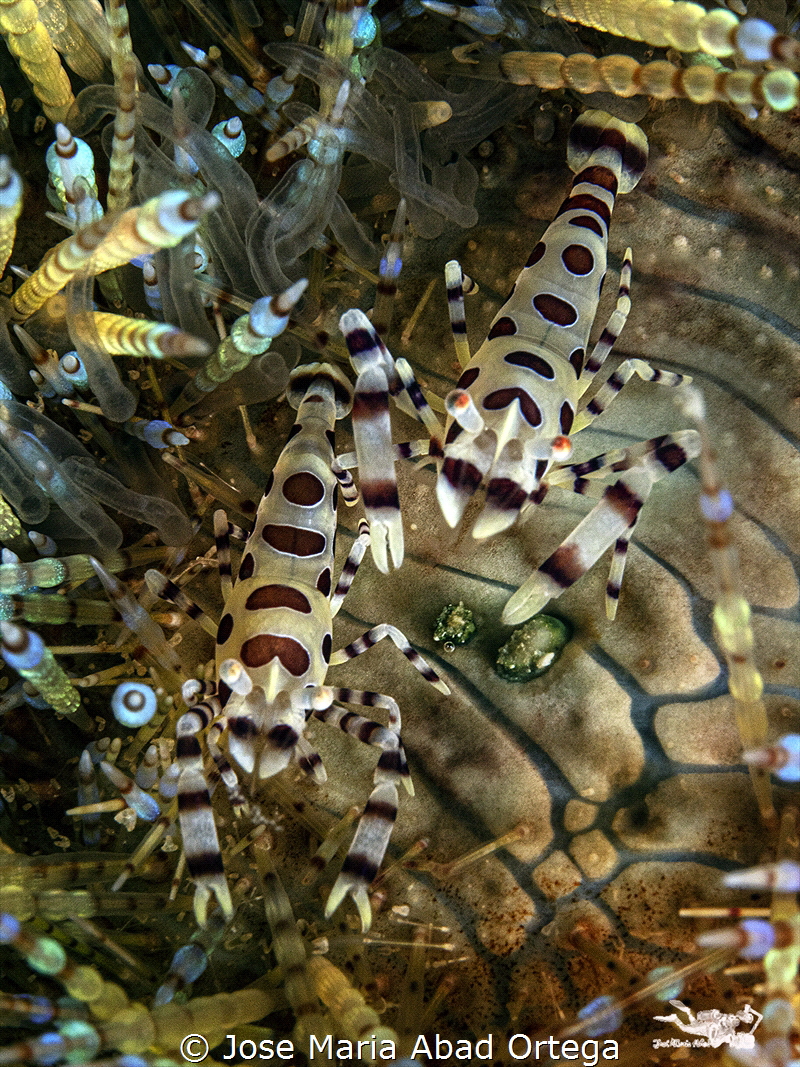 Coleman Shrimp couple Periclimenes colemani on Fire Urchin by Jose Maria Abad Ortega 