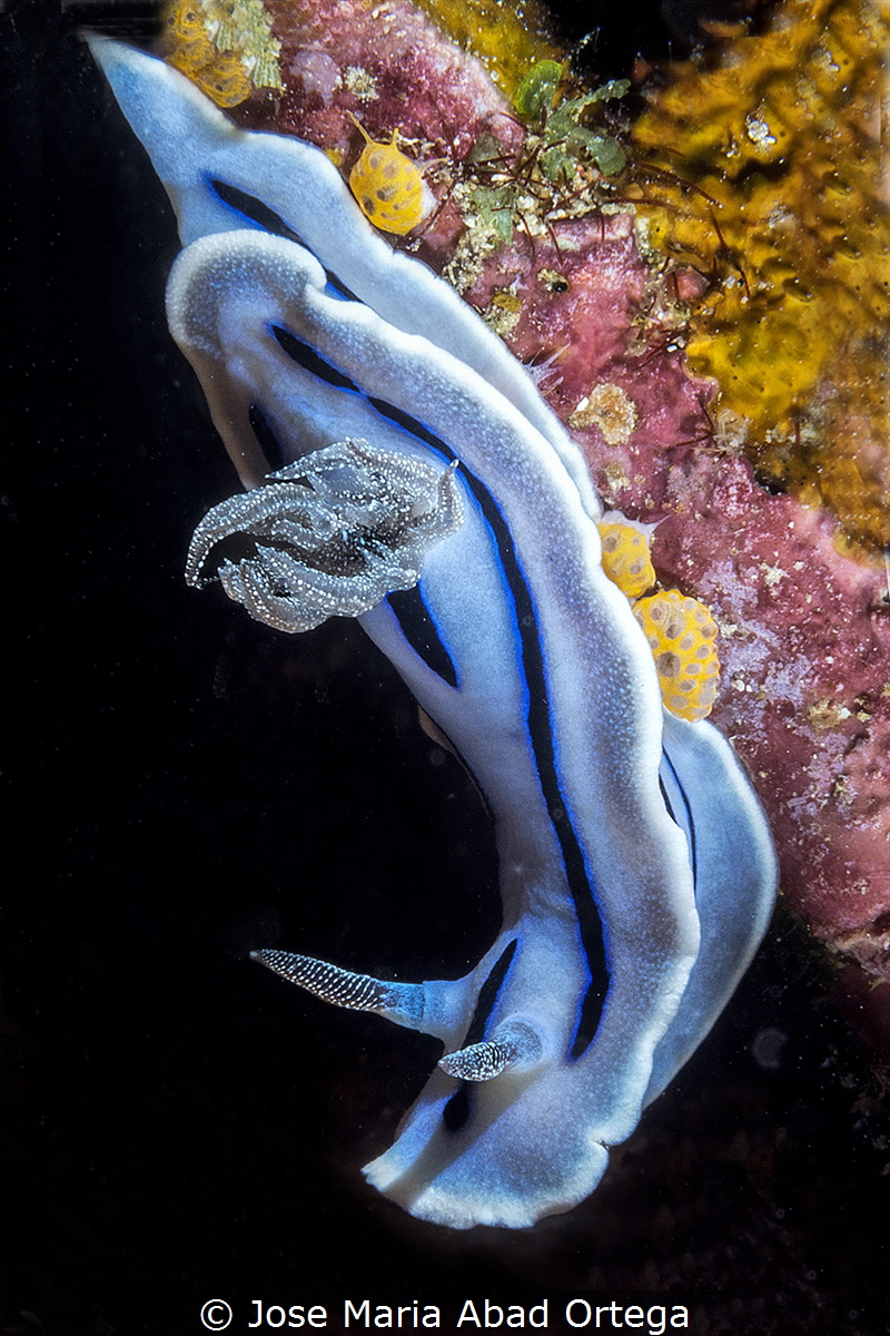 Chromodoris willani by Jose Maria Abad Ortega 