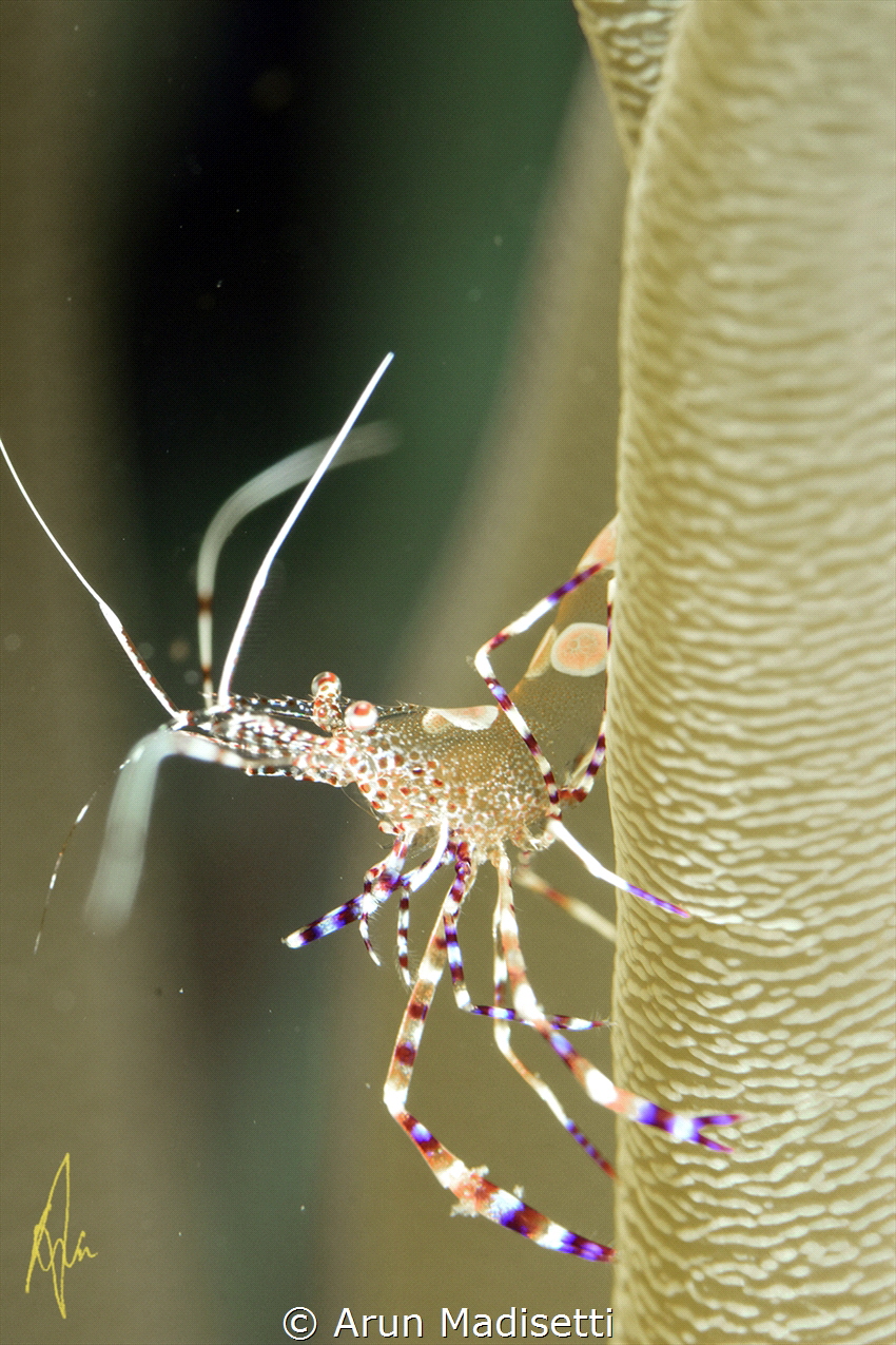 somewhere on a reef. by Arun Madisetti 