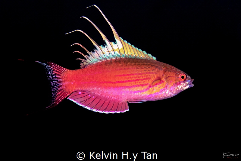 Flasher wrasse by Kelvin H.y Tan 