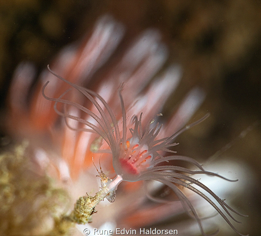 Predator & prey - A Fjordia lineata is sneaking up on a s... by Rune Edvin Haldorsen 