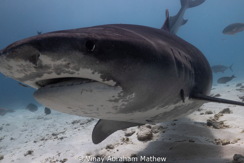 Female Tiger shark. Took this picture in Fuvahmulah, Mald... by Vinay Abraham Mathew 