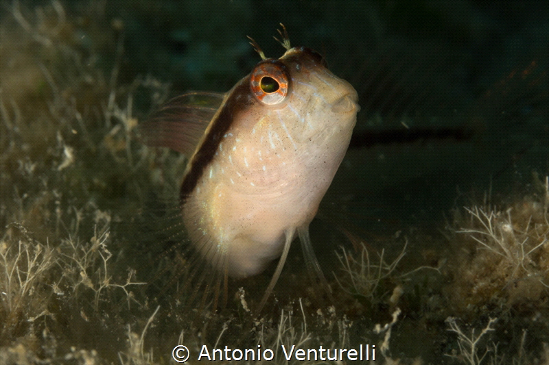 Mediterranean striped blenny_2021
(Canon60 mm,t1/200,f/2... by Antonio Venturelli 