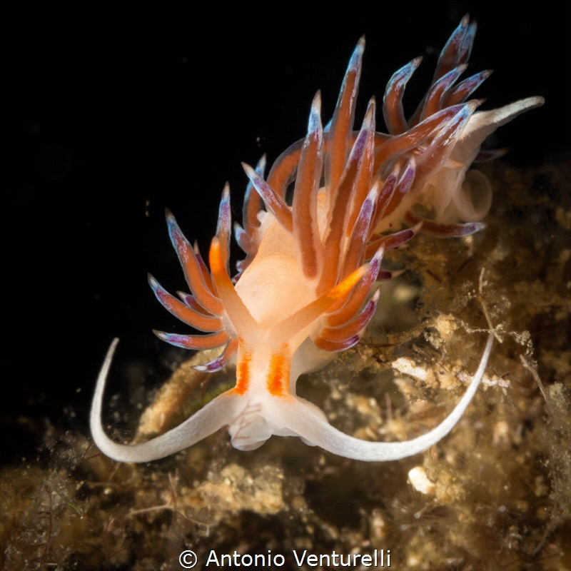 A Cratena shooted while coming 
straight at the camera_2... by Antonio Venturelli 