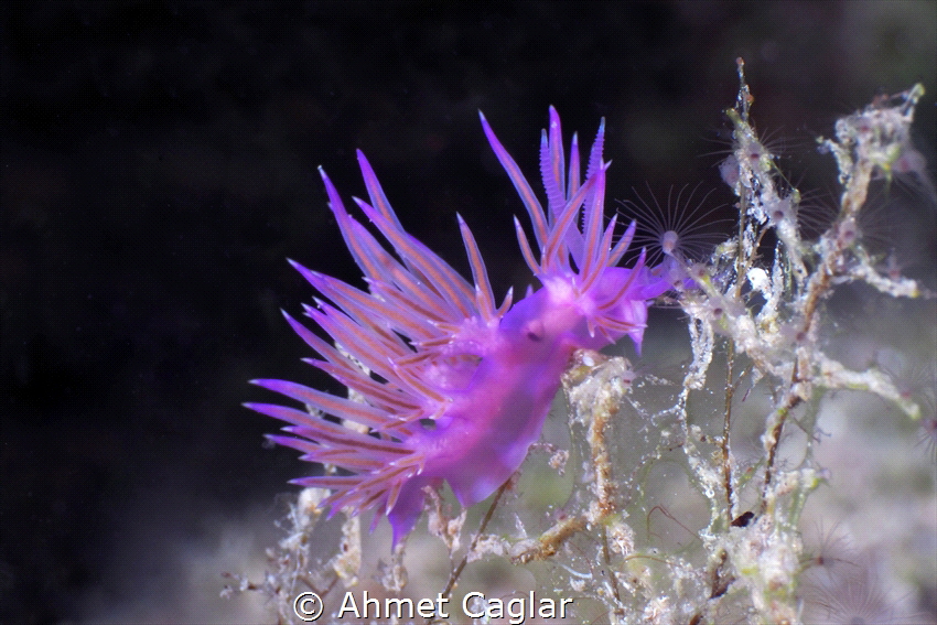 "PINKY" from Seferihisar İzmir Turkey. Olympus EM1 MarkII... by Ahmet Caglar 