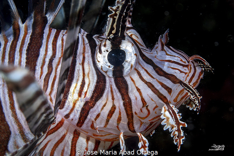 Lion fish face by Jose Maria Abad Ortega 