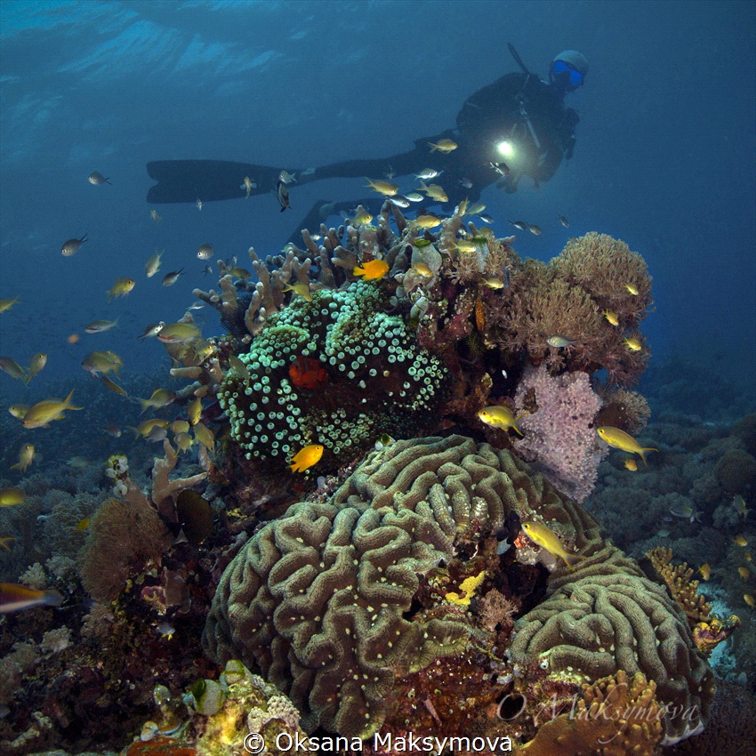 Raja Ampat by Oksana Maksymova 