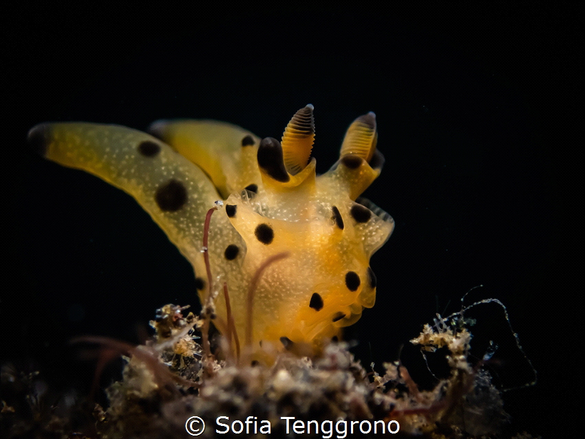 Thecacera sp. by Sofia Tenggrono 