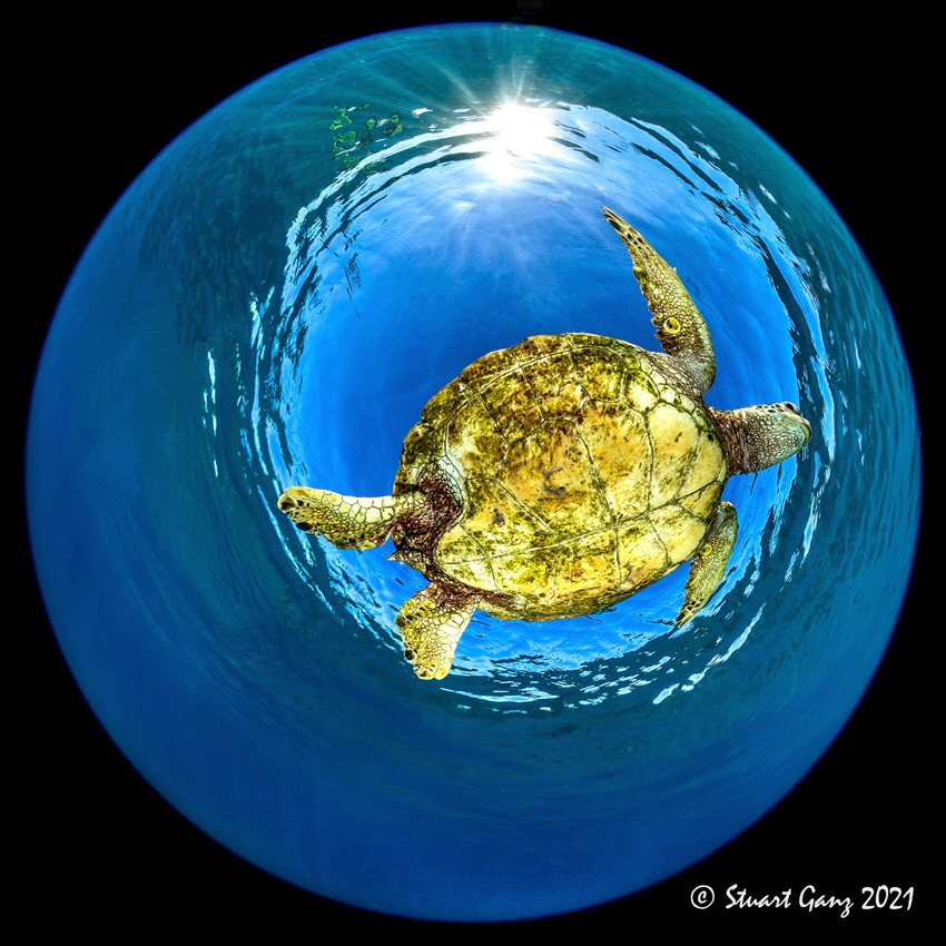 Bubble Honu by Stuart Ganz 
