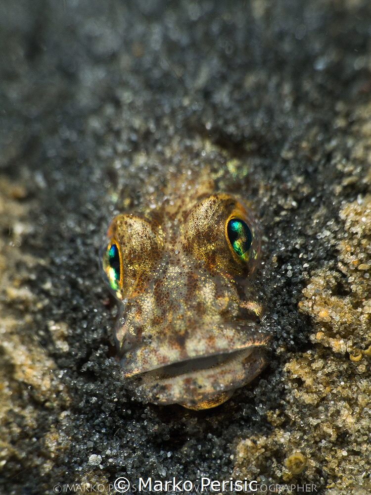 GOBYINTHESAND by Marko Perisic 