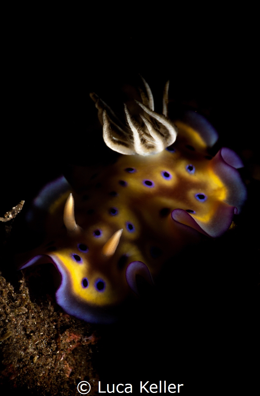 Shady Goniobranchus Kuniei by Luca Keller 