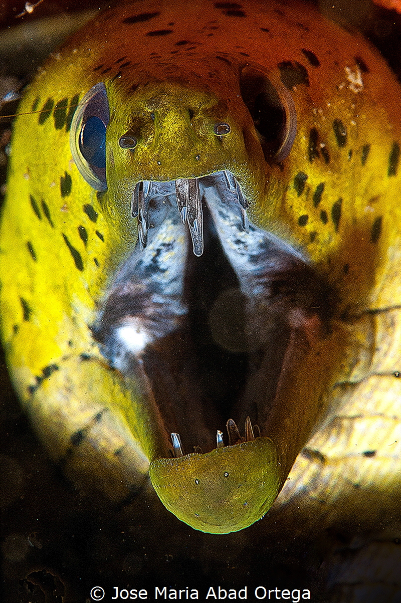 Stout Moray, Gymnothorax eurostus.
 by Jose Maria Abad Ortega 