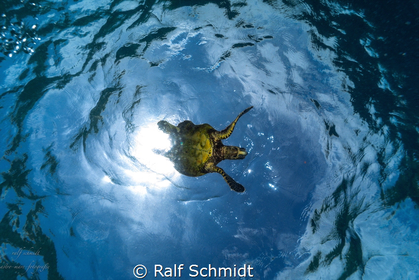 Turtle comes from the sun by Ralf Schmidt 