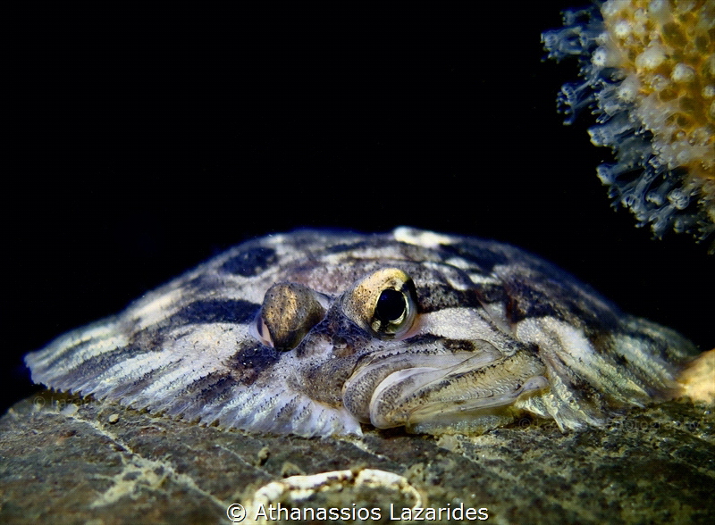 Zeugopterus punctatus
Canon G16 & Ikelite WD-4 Dome by Athanassios Lazarides 
