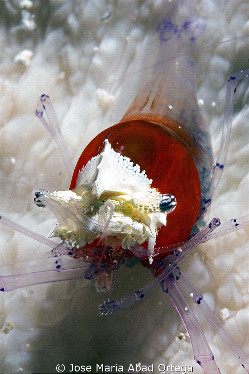Mushroom Coral Shrimp. 
Cuapetes kororensis or Pericleme... by Jose Maria Abad Ortega 