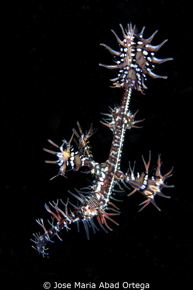 Ornate Ghost pipefish also called harlequin—ghost pipefis... by Jose Maria Abad Ortega 