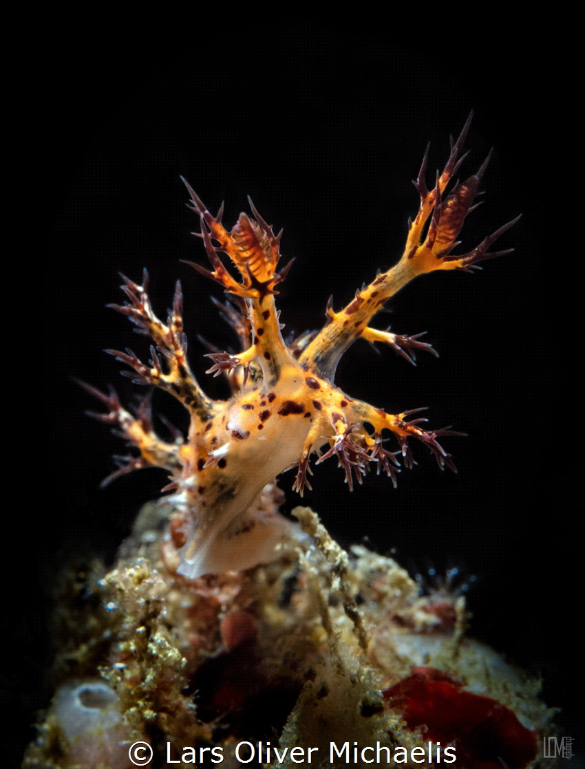 DENDRONOTUS REGIUS by Lars Oliver Michaelis 
